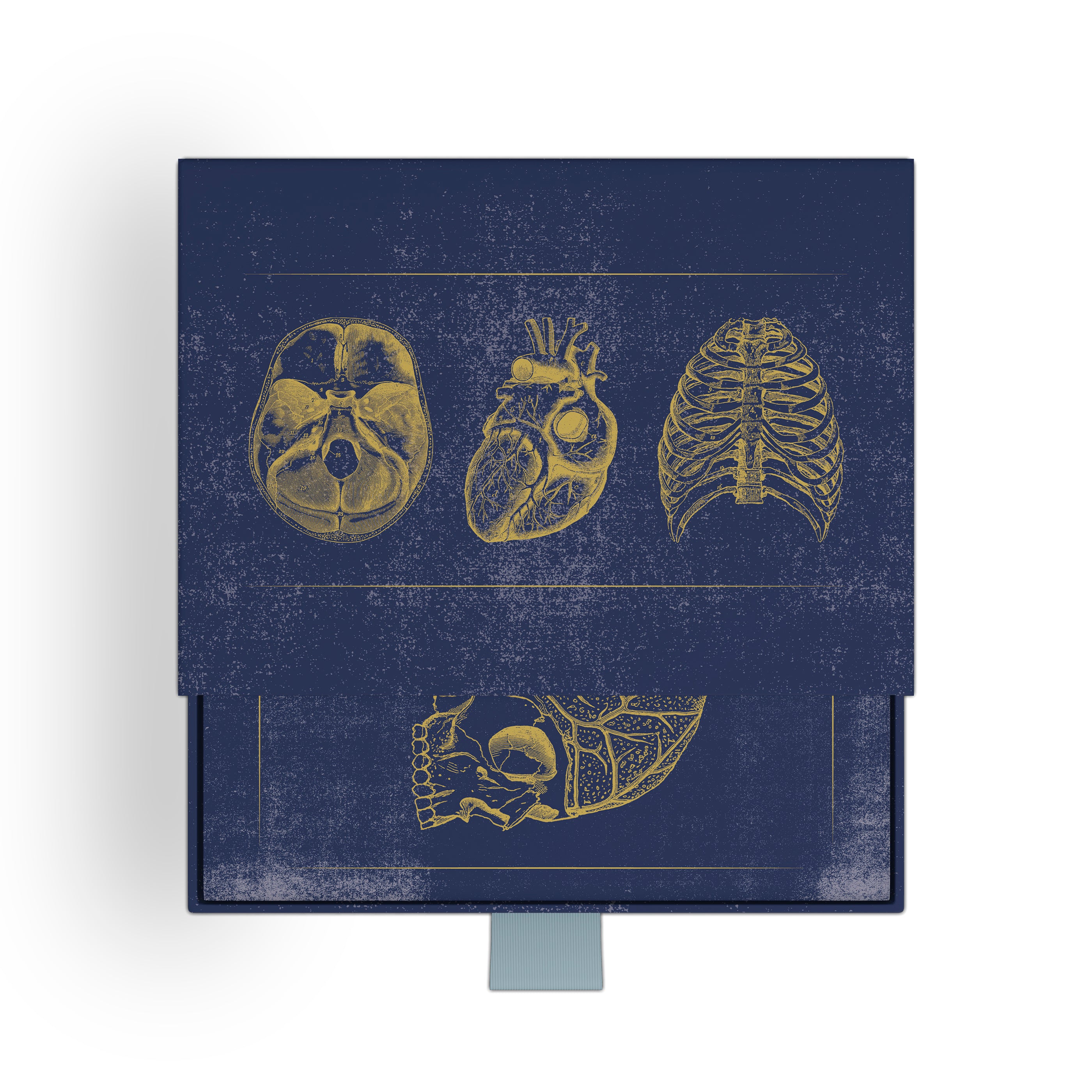 pomegranate-vintage-anatomy-kartenbox-anatomie-klappkarten image 1