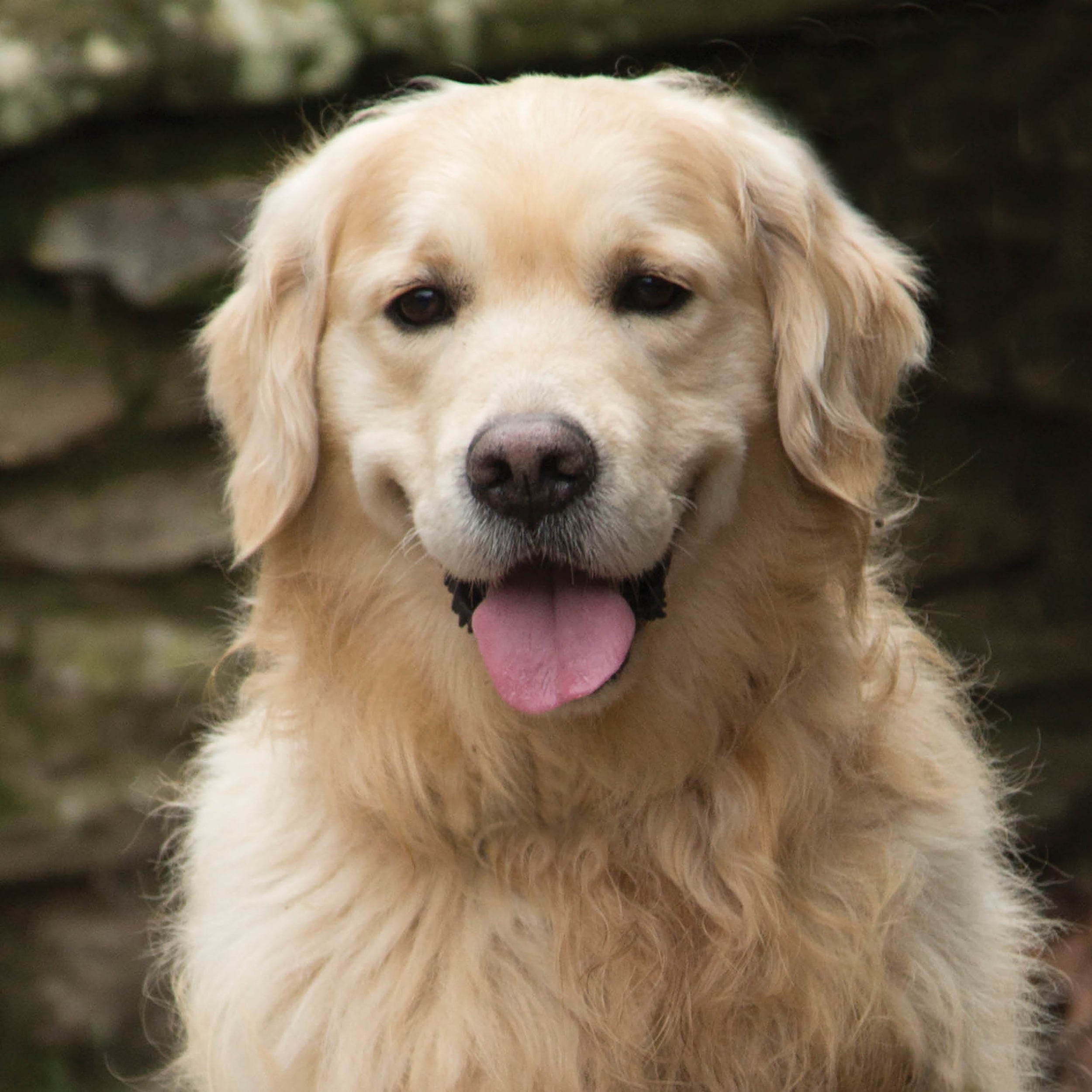 otter-house-alex-sharp-golden-retriever-gru-karte-hund image 1