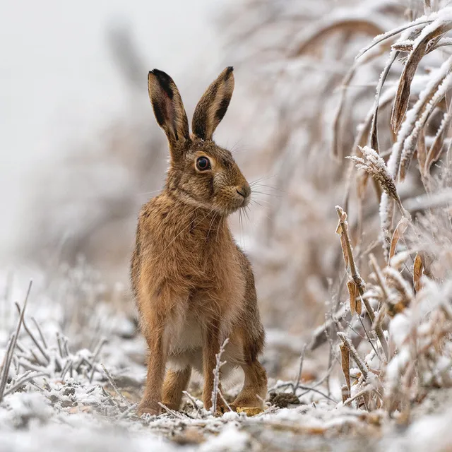 otter-house-winter-hare-weihnachtskarten-10er-pack-rspb image 1