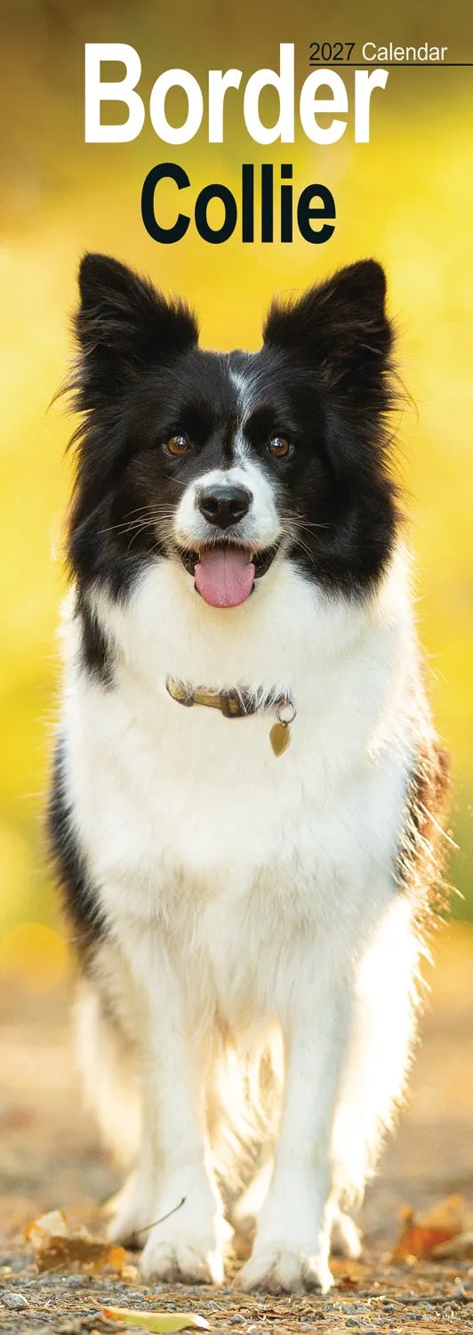 otter-house-border-collie-slim-calendar-2027-hundekalender image 1