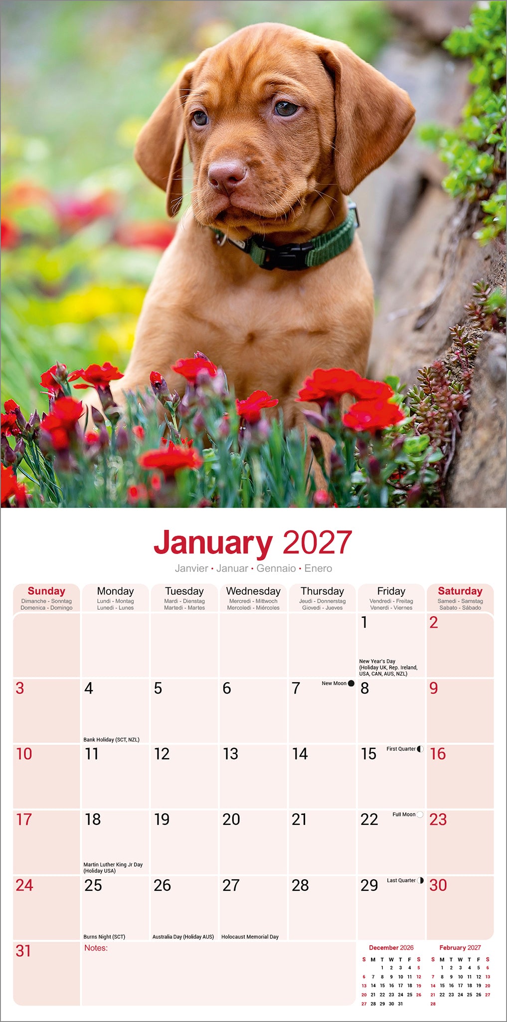 otter-house-vizsla-wandkalender-2027-hunde image 3