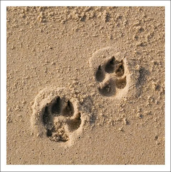 otter-house-snozzle-pfoten-gru-karte-trauer-willkommen image 1
