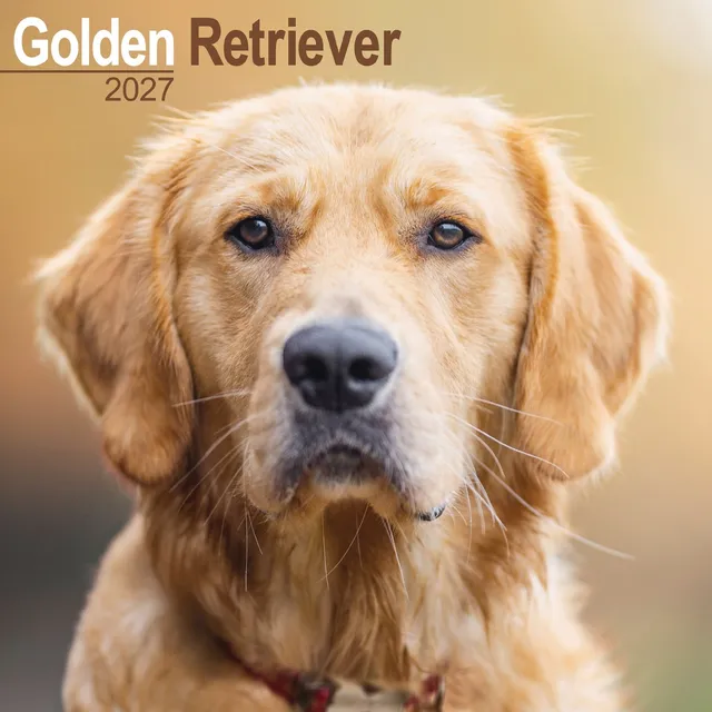 otter-house-golden-retriever-wandkalender-2027-hunde image 1