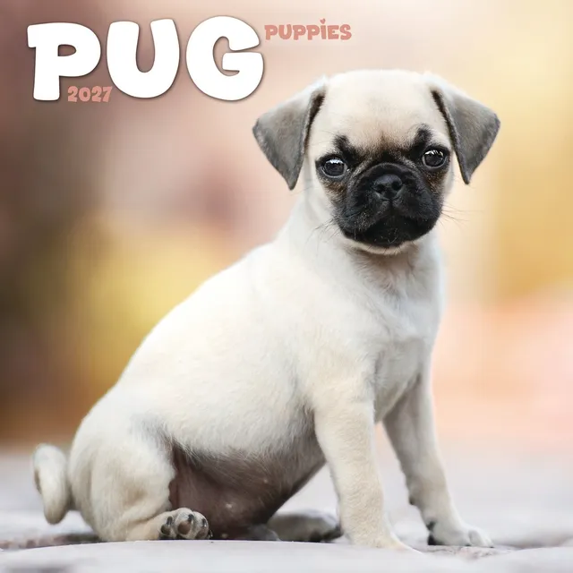 otter-house-pug-puppies-mini-calendar-2027-wandkalender-mops image 1