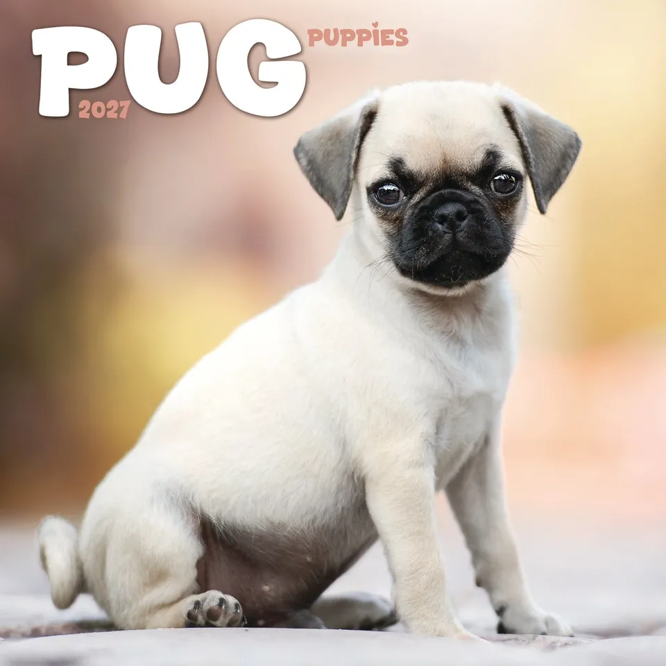 otter-house-pug-puppies-mini-calendar-2027-wandkalender-mops image 1