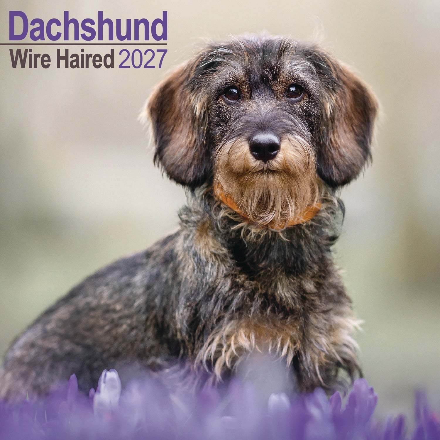 otter-house-dachshunds-wirehaired-wandkalender-2027-rauhaardackel image 1