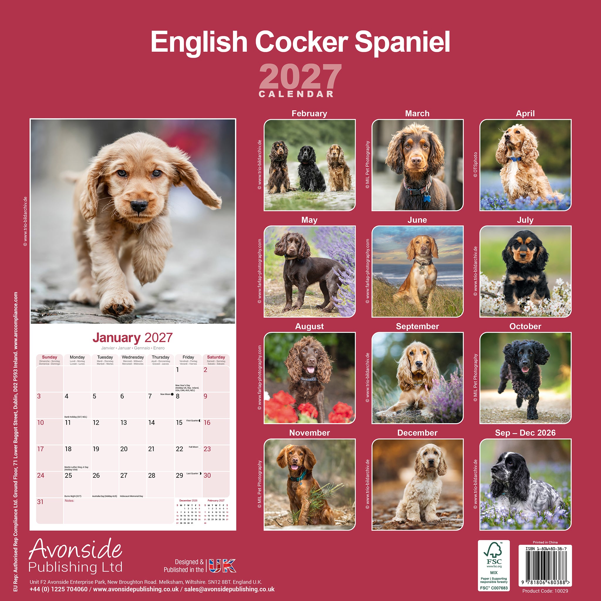 otter-house-cocker-spaniel-wandkalender-2027-hunde image 2