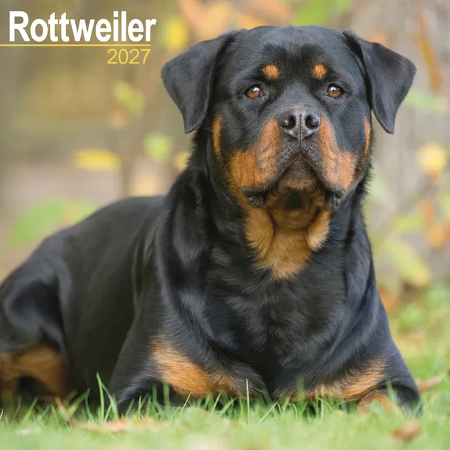 otter-house-rottweiler-wall-calendar-2027-hunde-wandkalender image 1