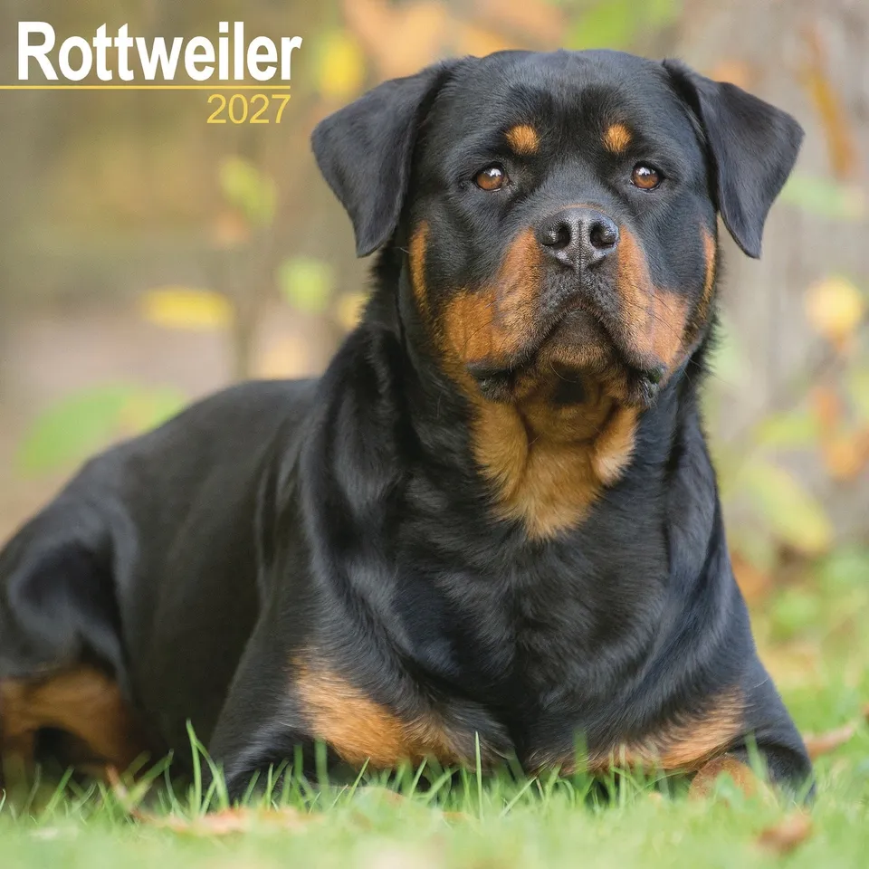 otter-house-rottweiler-wall-calendar-2027-hunde-wandkalender image 1