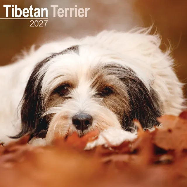 otter-house-tibetan-terrier-wandkalender-2027-hunde image 1
