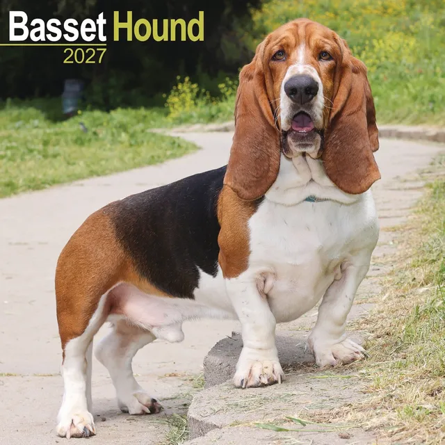 otter-house-basset-hound-wandkalender-2027-hunde image 1