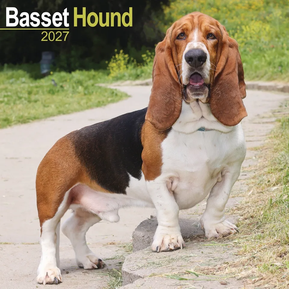 otter-house-basset-hound-wandkalender-2027-hunde image 1