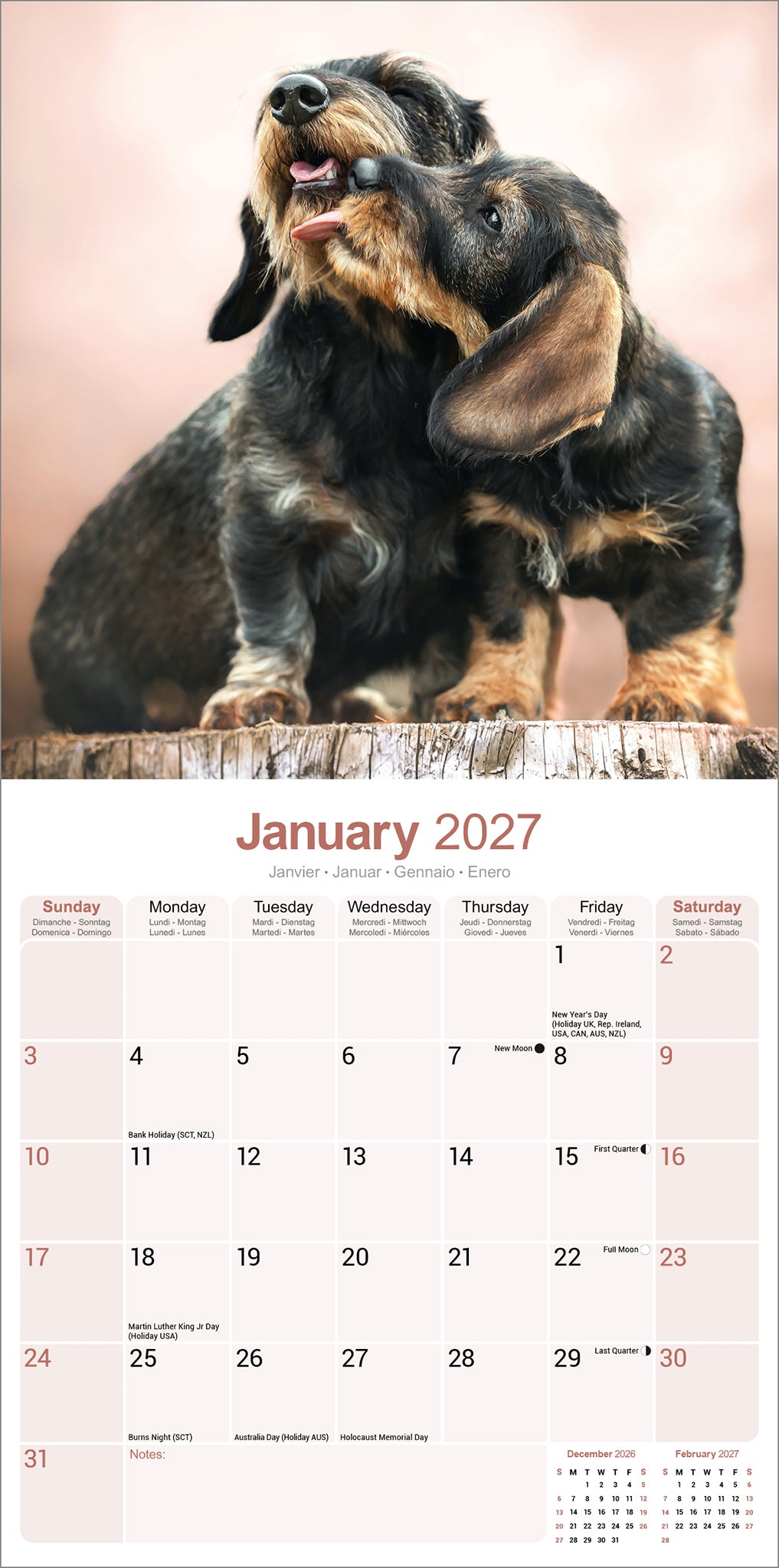 otter-house-dachshunds-wirehaired-wandkalender-2027-rauhaardackel image 3