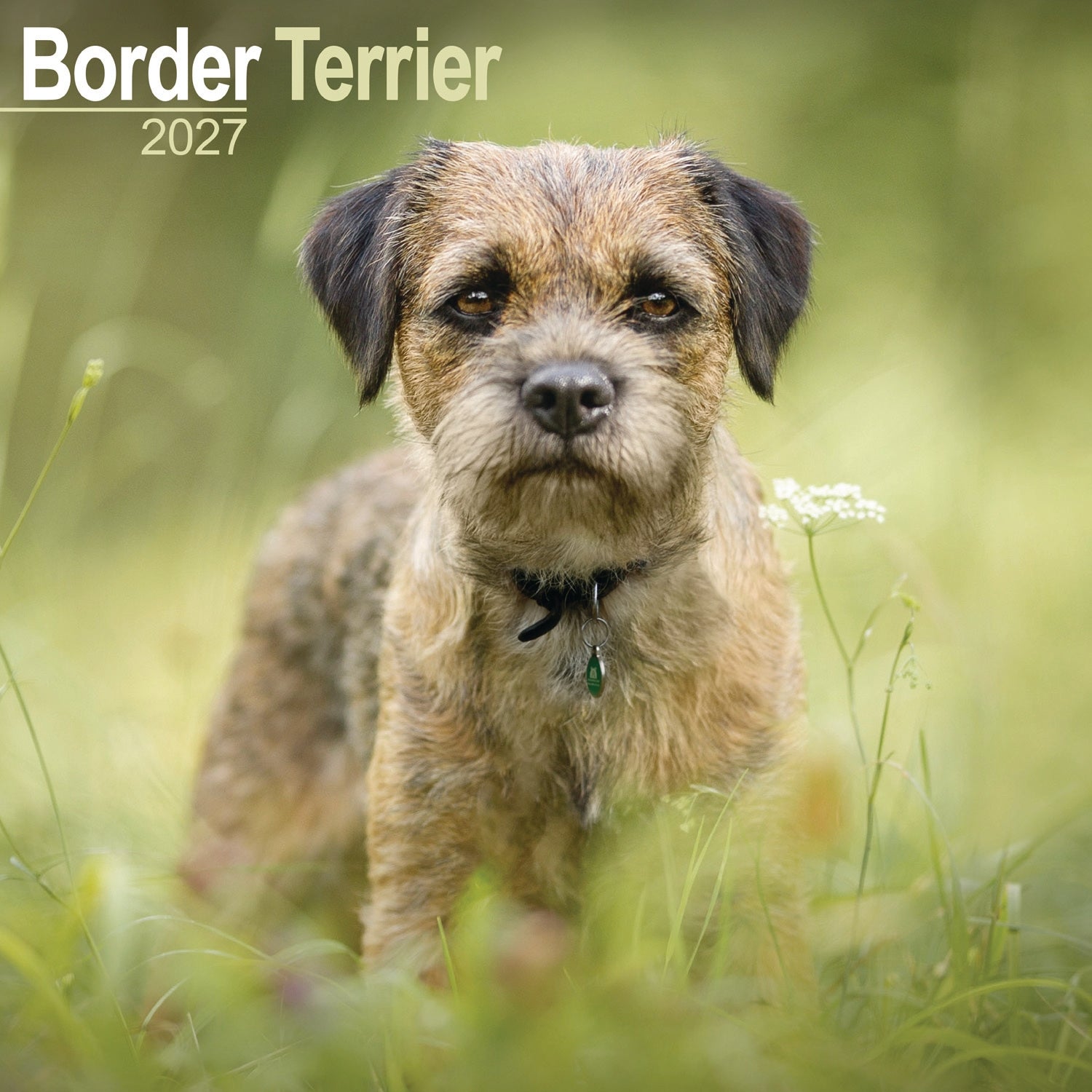 otter-house-border-terrier-wandkalender-2027-hunde image 1