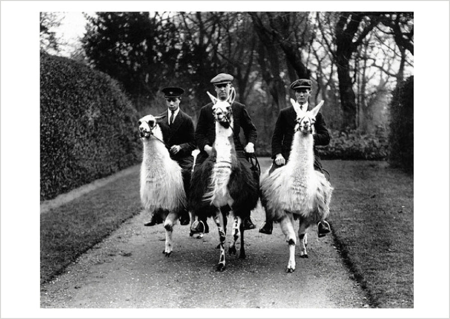 pomegranate-ampthill-house-llama-farm-postkarte-tiere image 1