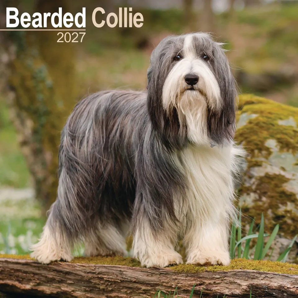otter-house-bearded-collie-wandkalender-2027-hund image 1