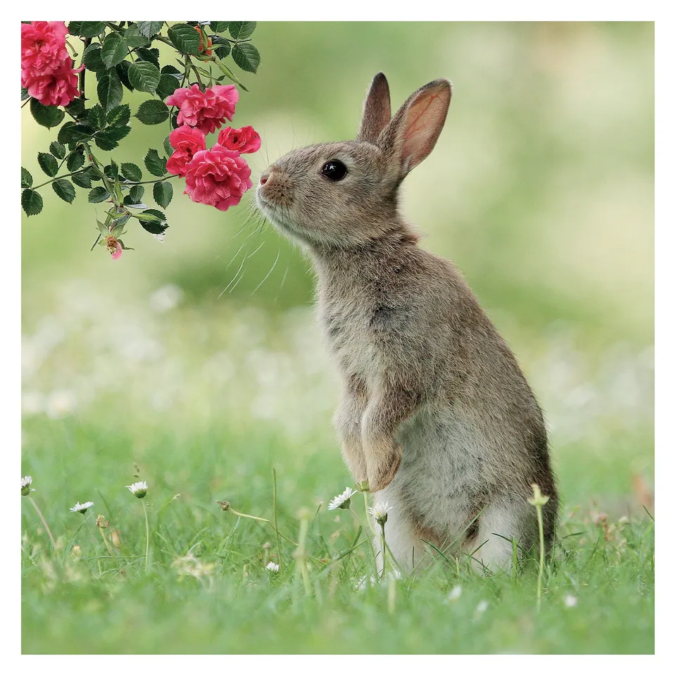 otter-house-wildlife-fotokarte-wild-rabbit-hase image 1