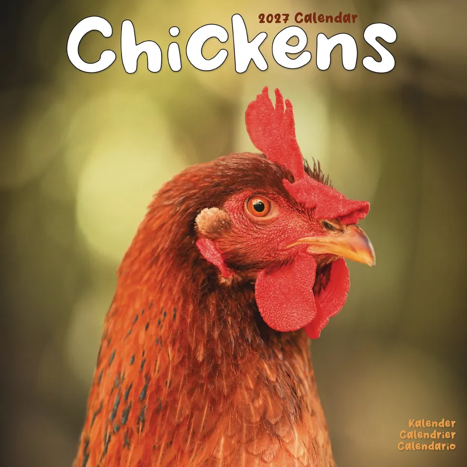 otter-house-chickens-wandkalender-2027-h-hner image 1