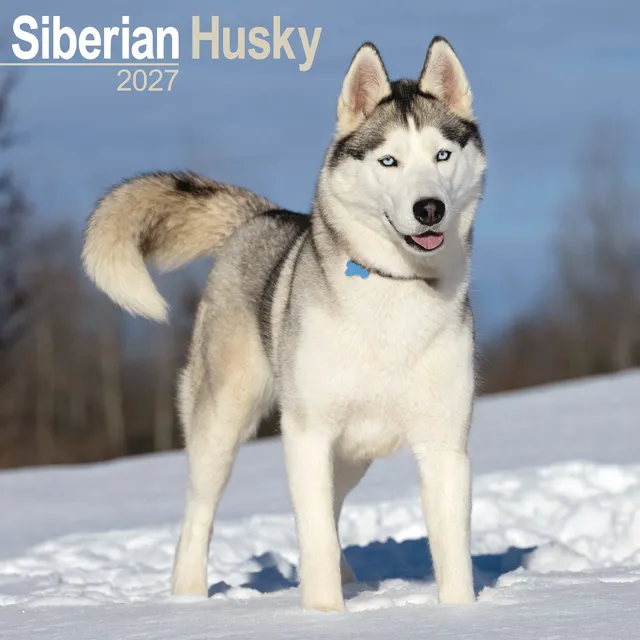 otter-house-siberian-husky-wandkalender-2027-hunde image 1