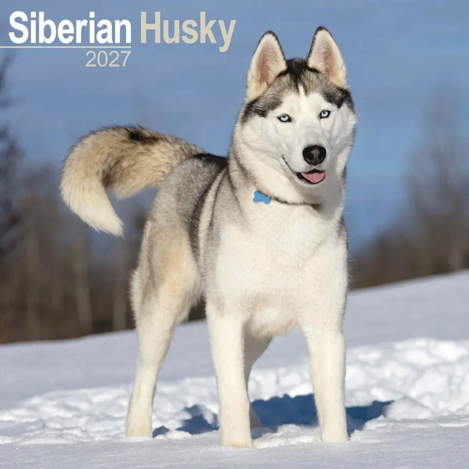 otter-house-siberian-husky-wandkalender-2027-hunde image 1