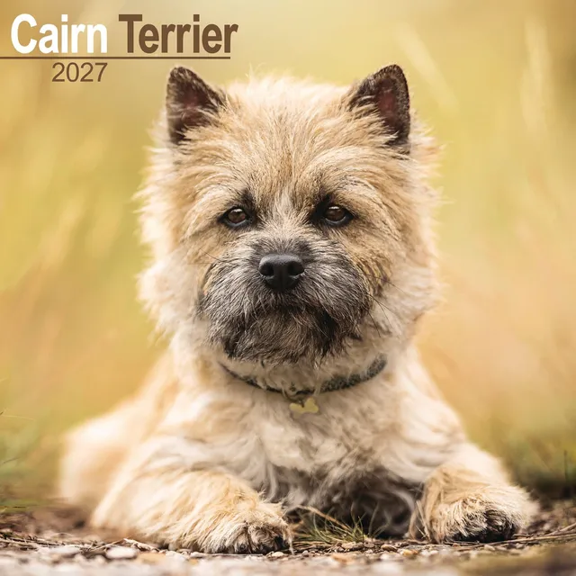 otter-house-cairn-terrier-wandkalender-2027-hunde image 1