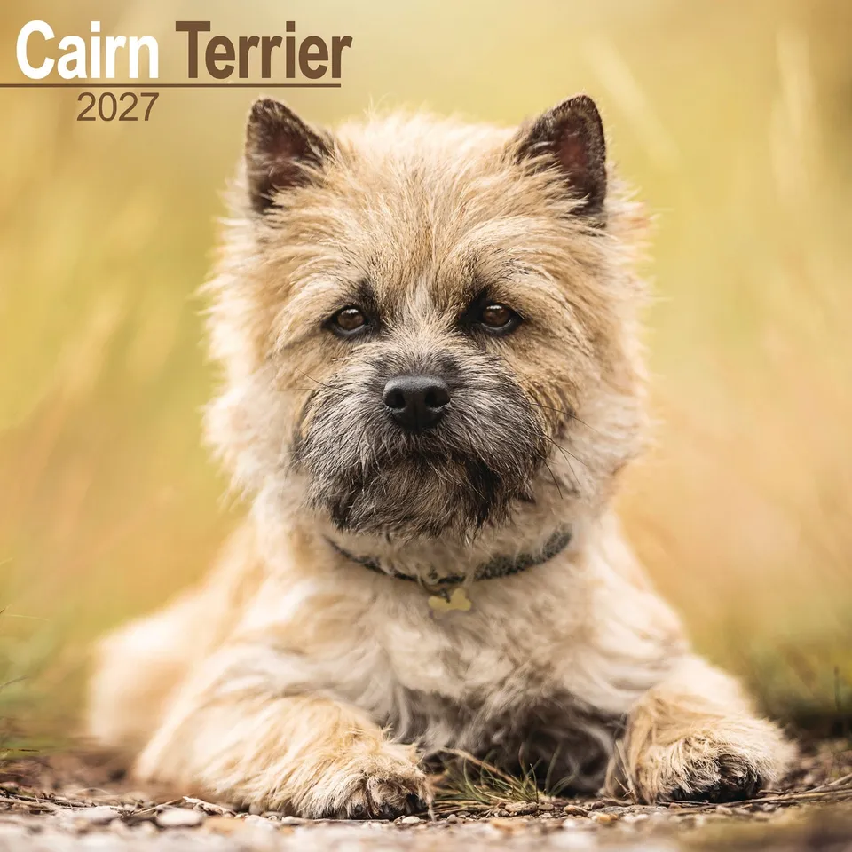 otter-house-cairn-terrier-wandkalender-2027-hunde image 1