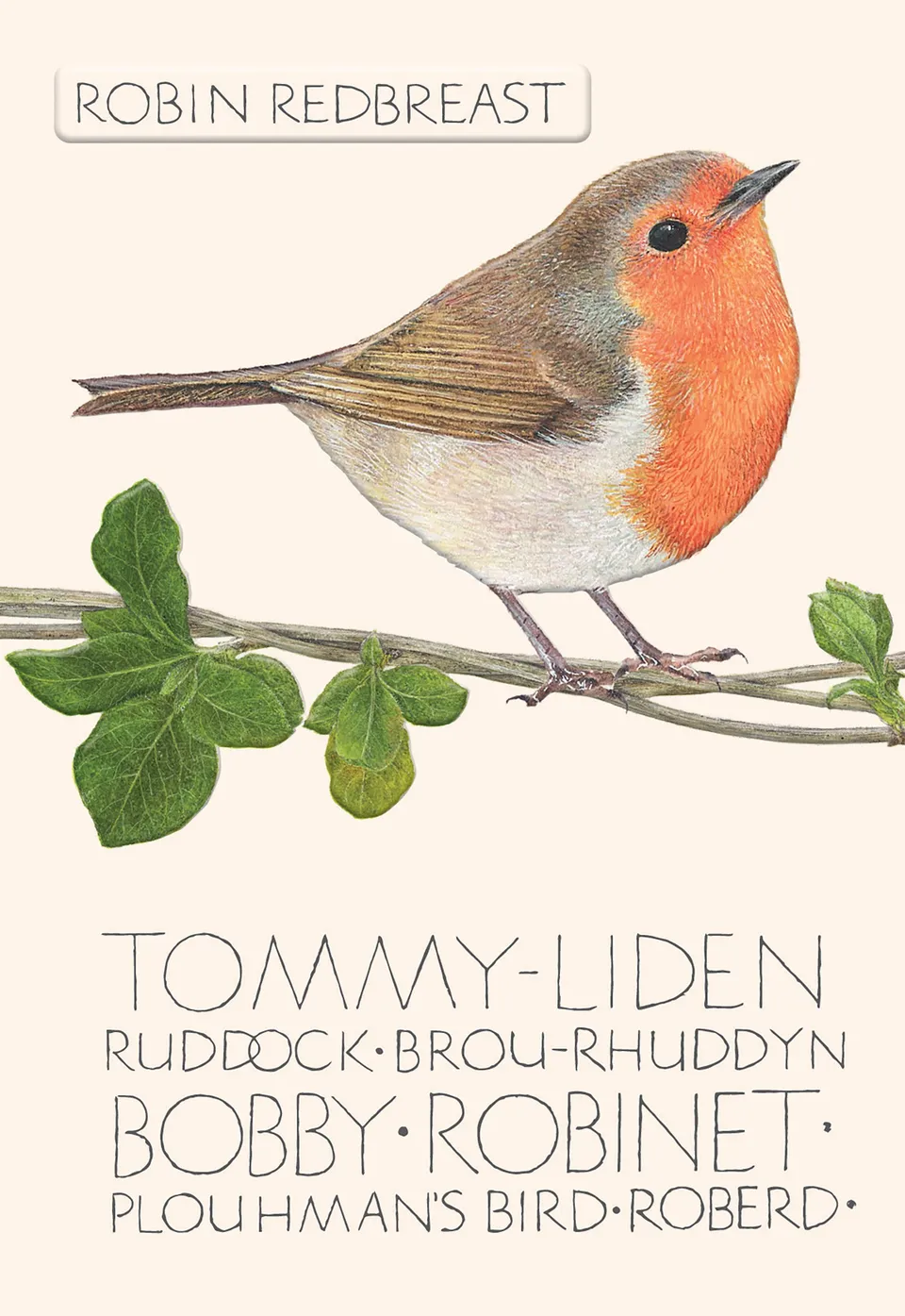 otter-house-greetings-naming-of-a-bird-robin-grusskarte-vogel image 1