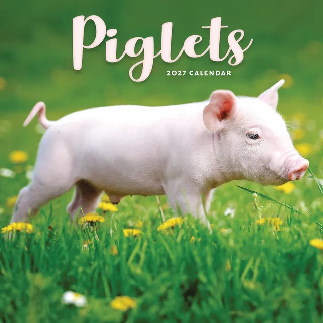 otter-house-piglets-mini-calendar-2027-wandkalender-ferkel image 1