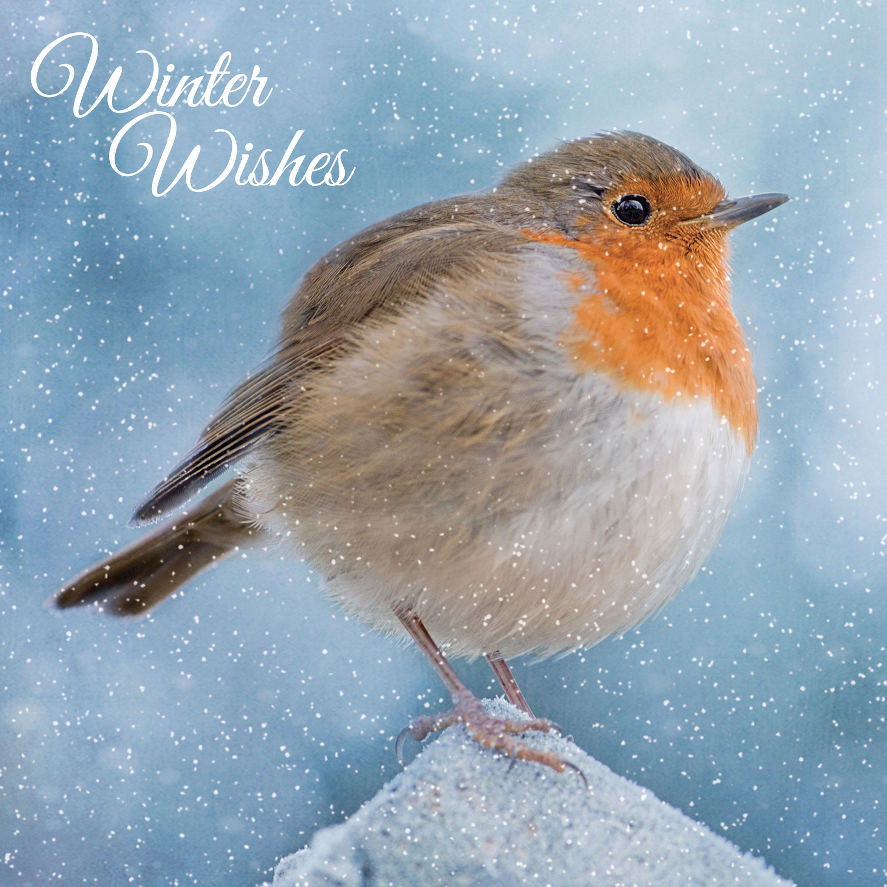 otter-house-christmas-merry-robins-weihnachtskarten-rotkehlchen image 2