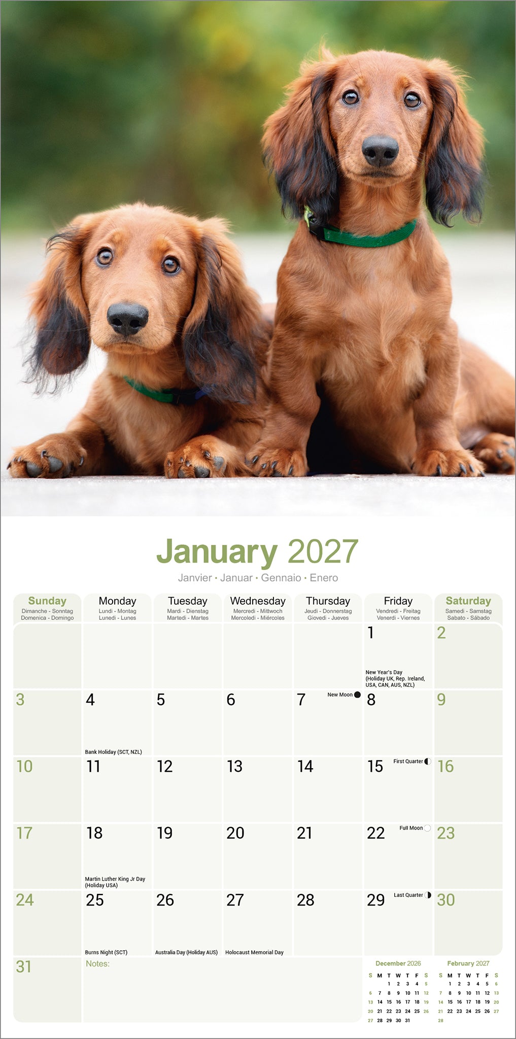 otter-house-dachshund-langhaar-wandkalender-2027-hunde image 3