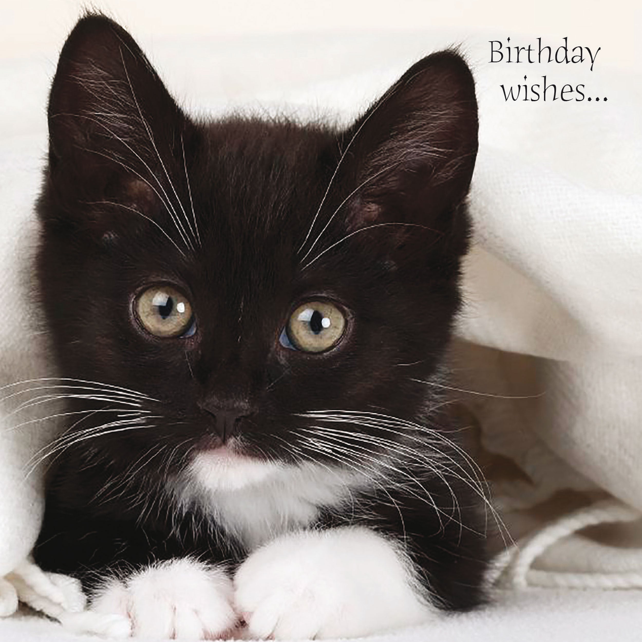 otter-house-pet-pawtrait-black-kitten-geburtstagskarte-katze image 1