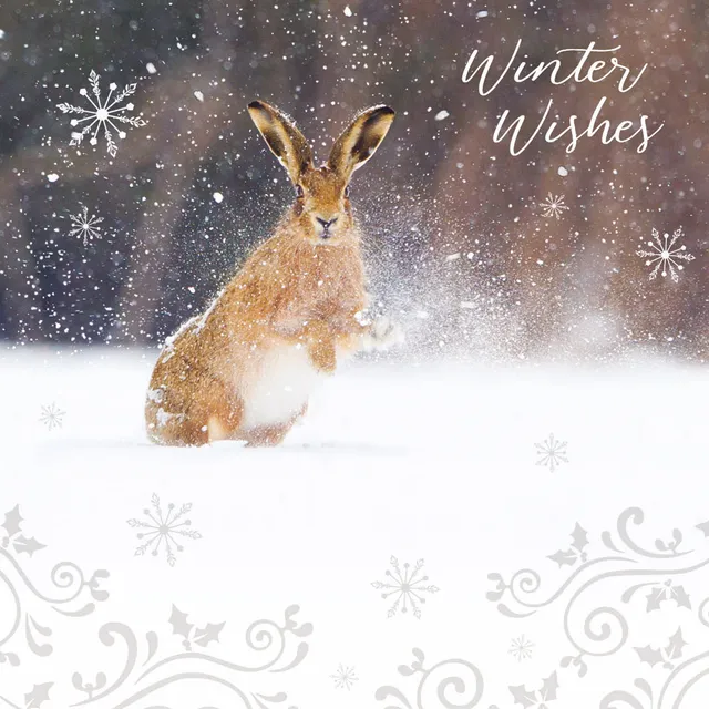 otter-house-christmas-rspb-snow-spray-hare-10-weihnachtskarten image 1
