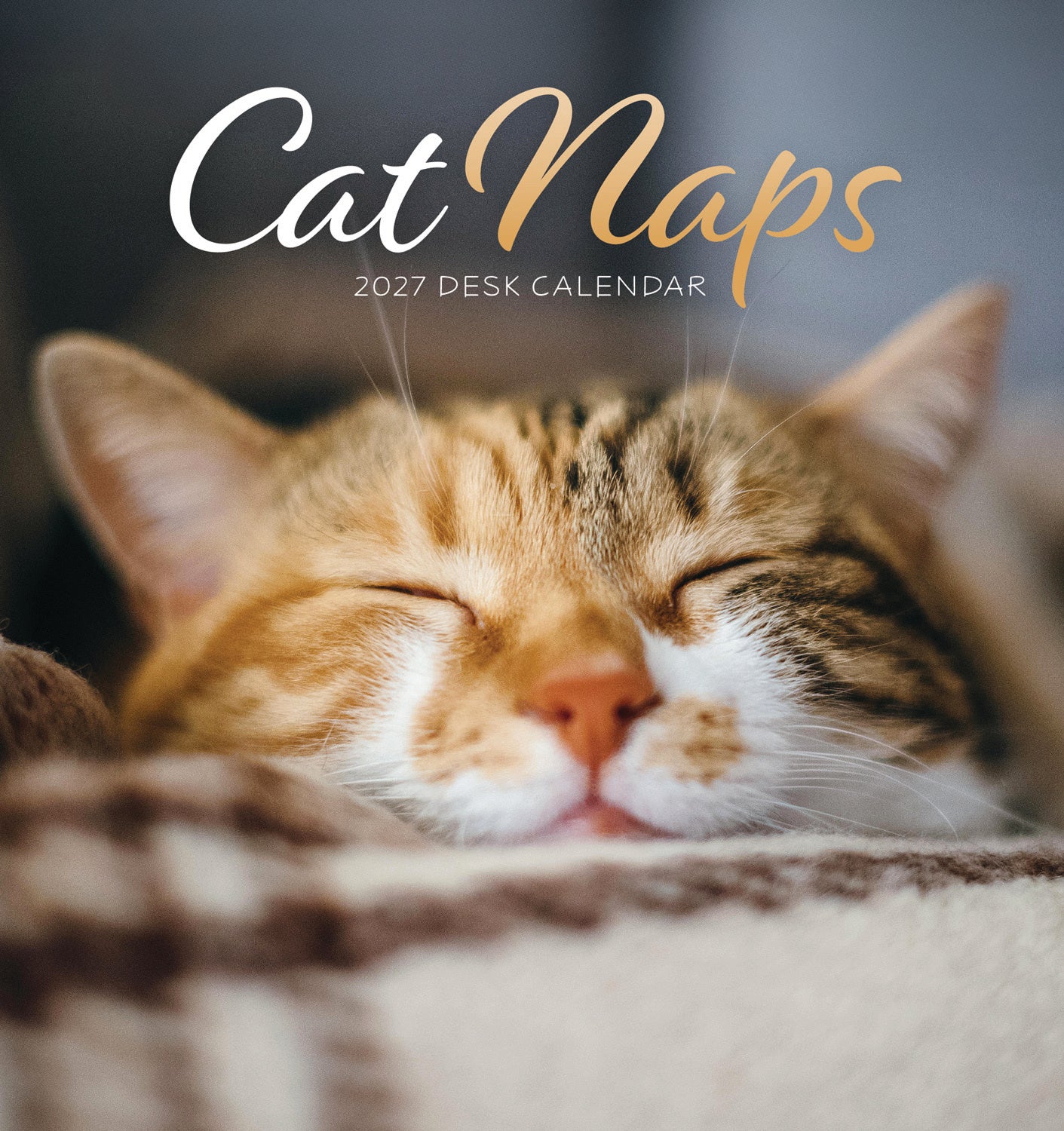 otter-house-cat-naps-tischkalender-2027-katzen-aufsteller image 1