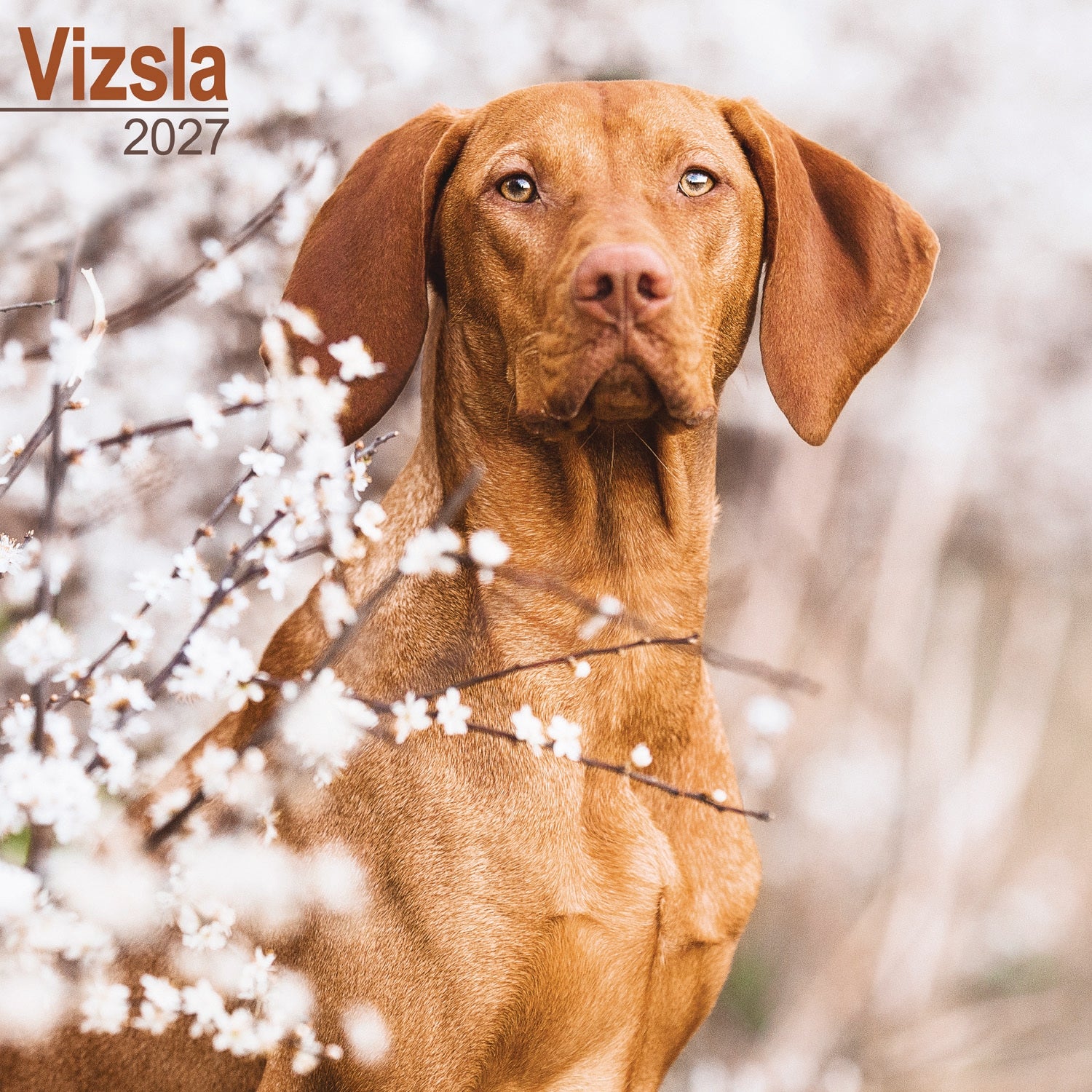 otter-house-vizsla-wandkalender-2027-hunde image 1