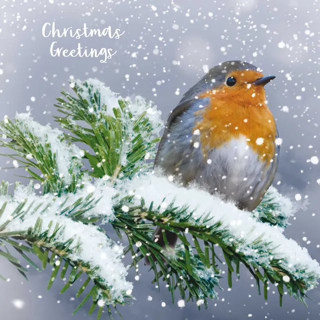 otter-house-christmas-weihnachtskarten-v-gel-im-schnee-set image 1