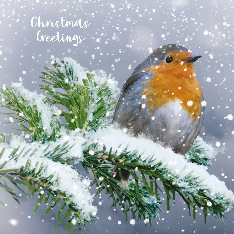 otter-house-christmas-weihnachtskarten-v-gel-im-schnee-set image 1