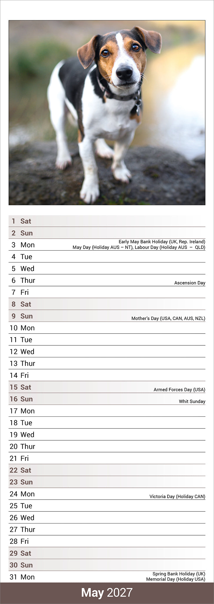 otter-house-jack-russell-slim-calendar-2027-wandkalender-hunde image 3