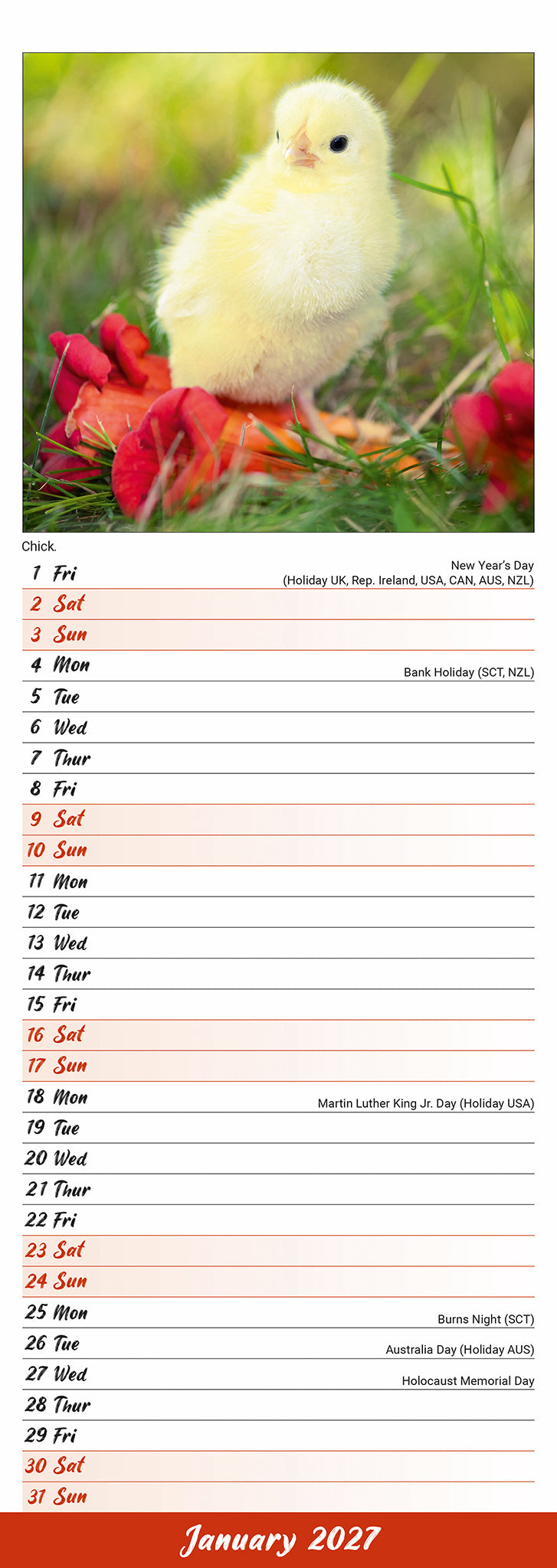 otter-house-chickens-slim-kalender-2027-h-hner-wandkalender image 3