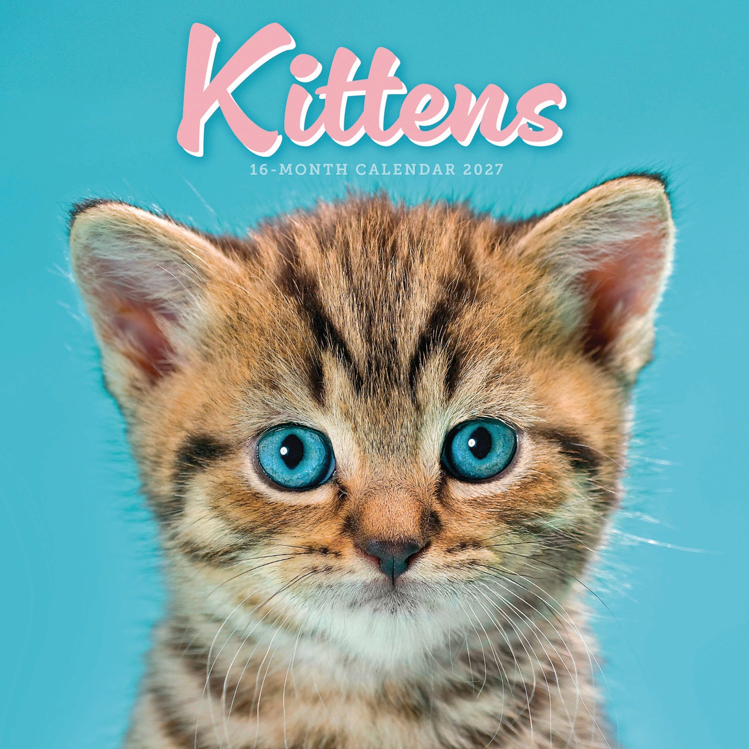 otter-house-kittens-mini-kalender-2027-katzen image 1
