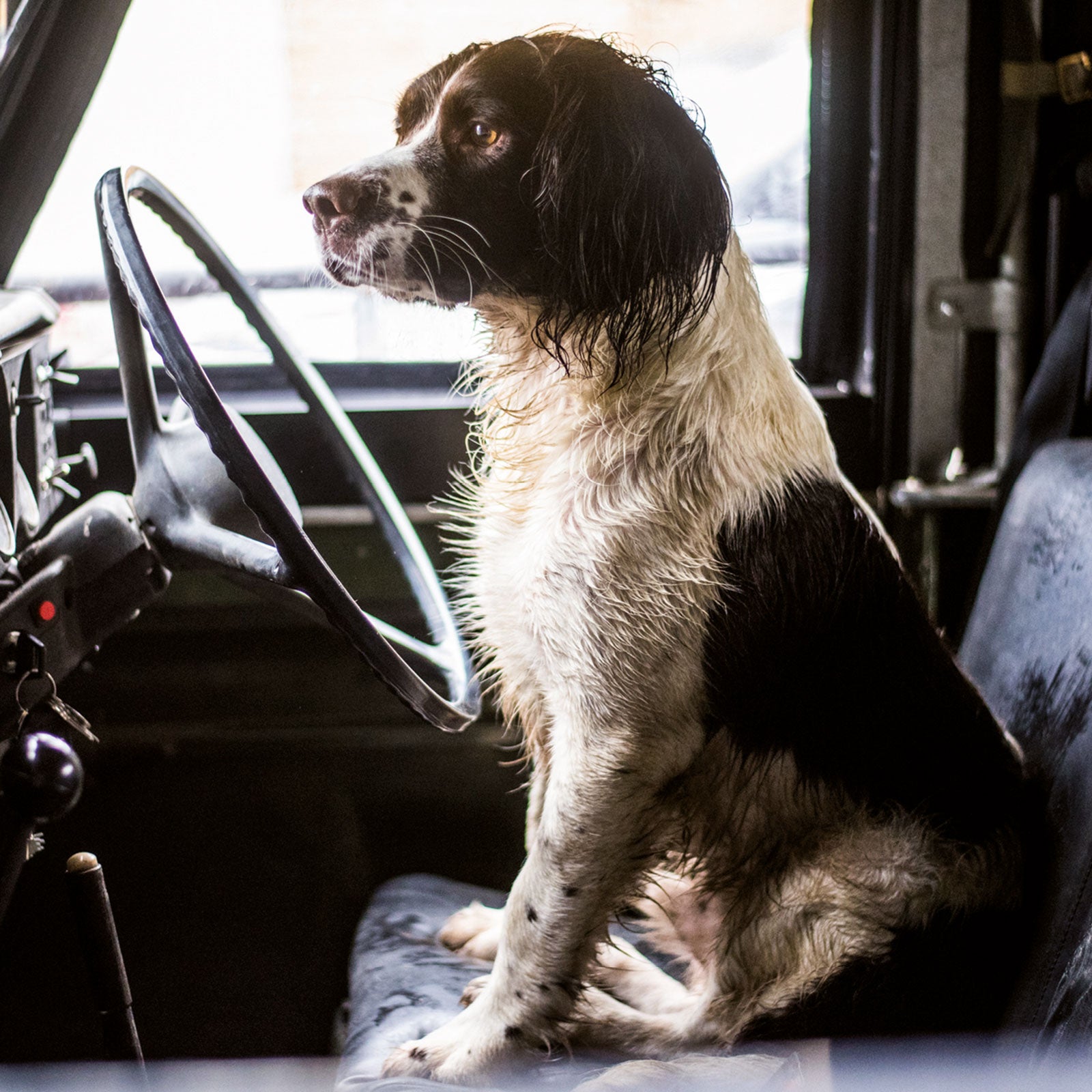 otter-house-countryside-gru-karte-springer-spaniel-hund image 1
