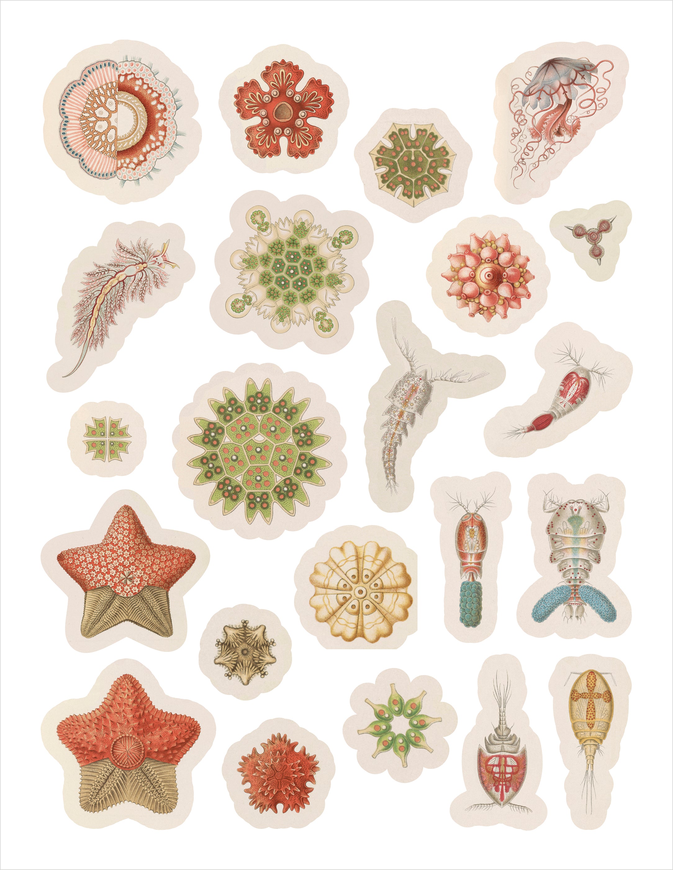 pomegranate-ernst-haeckel-stickerbuch-kunstformen-der-natur-tiere image 3