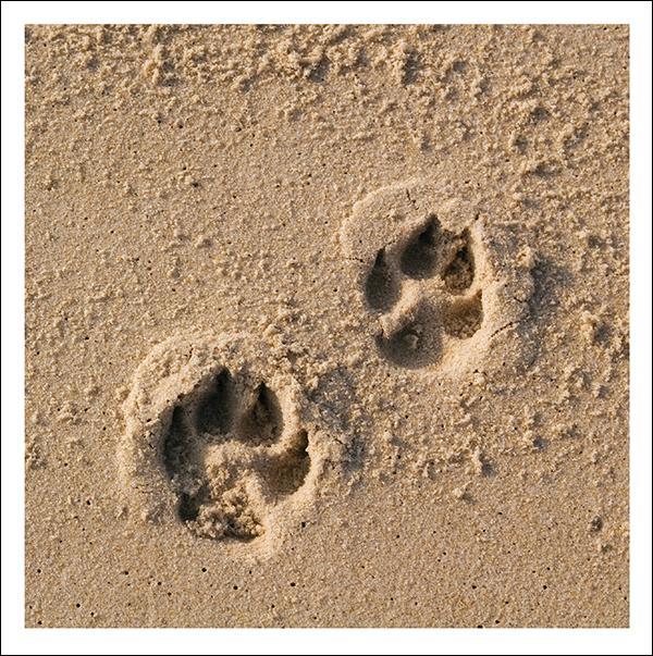 otter-house-snozzle-pfoten-gru-karte-trauer-willkommen image 1
