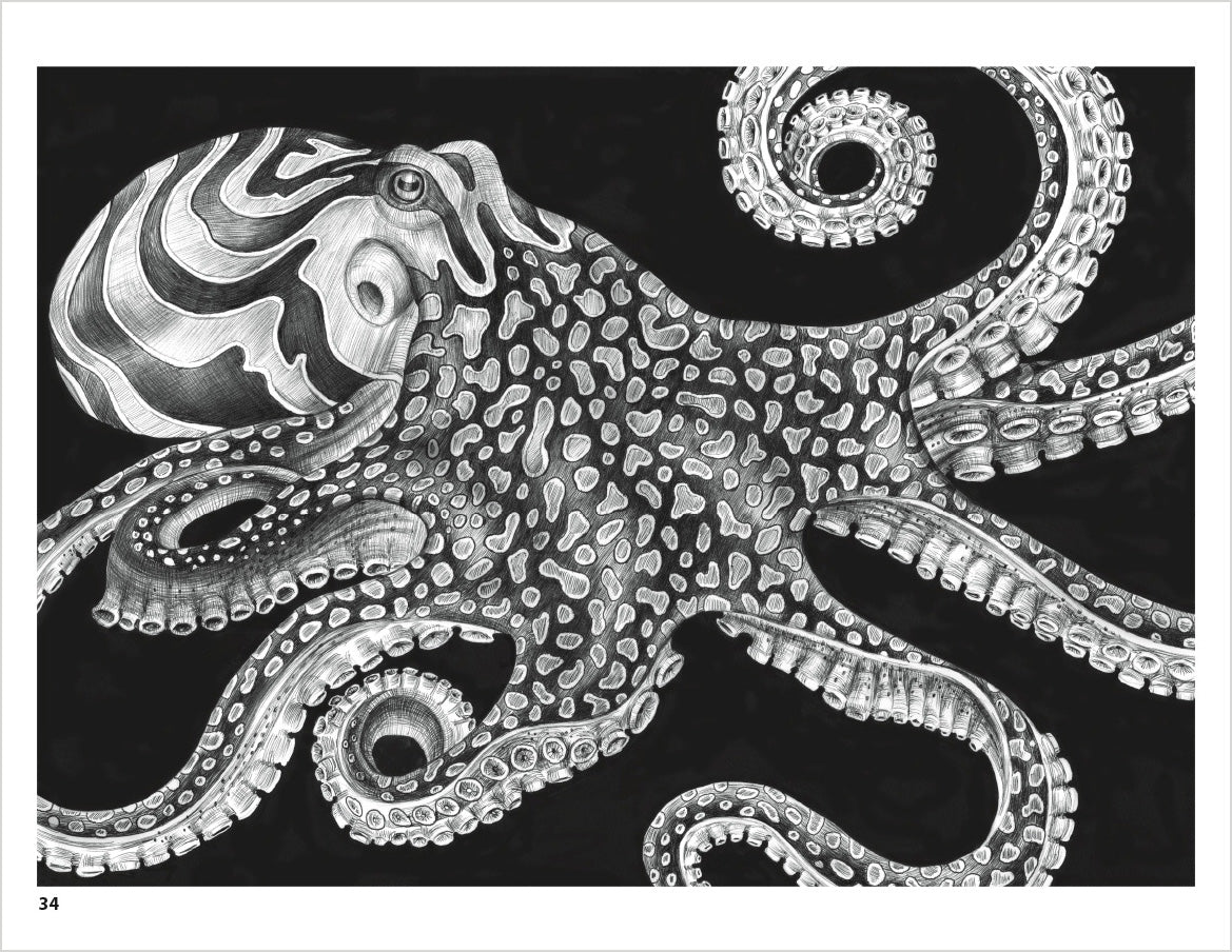 pomegranate-intricate-ink-animals-malbuch-erwachsene image 3