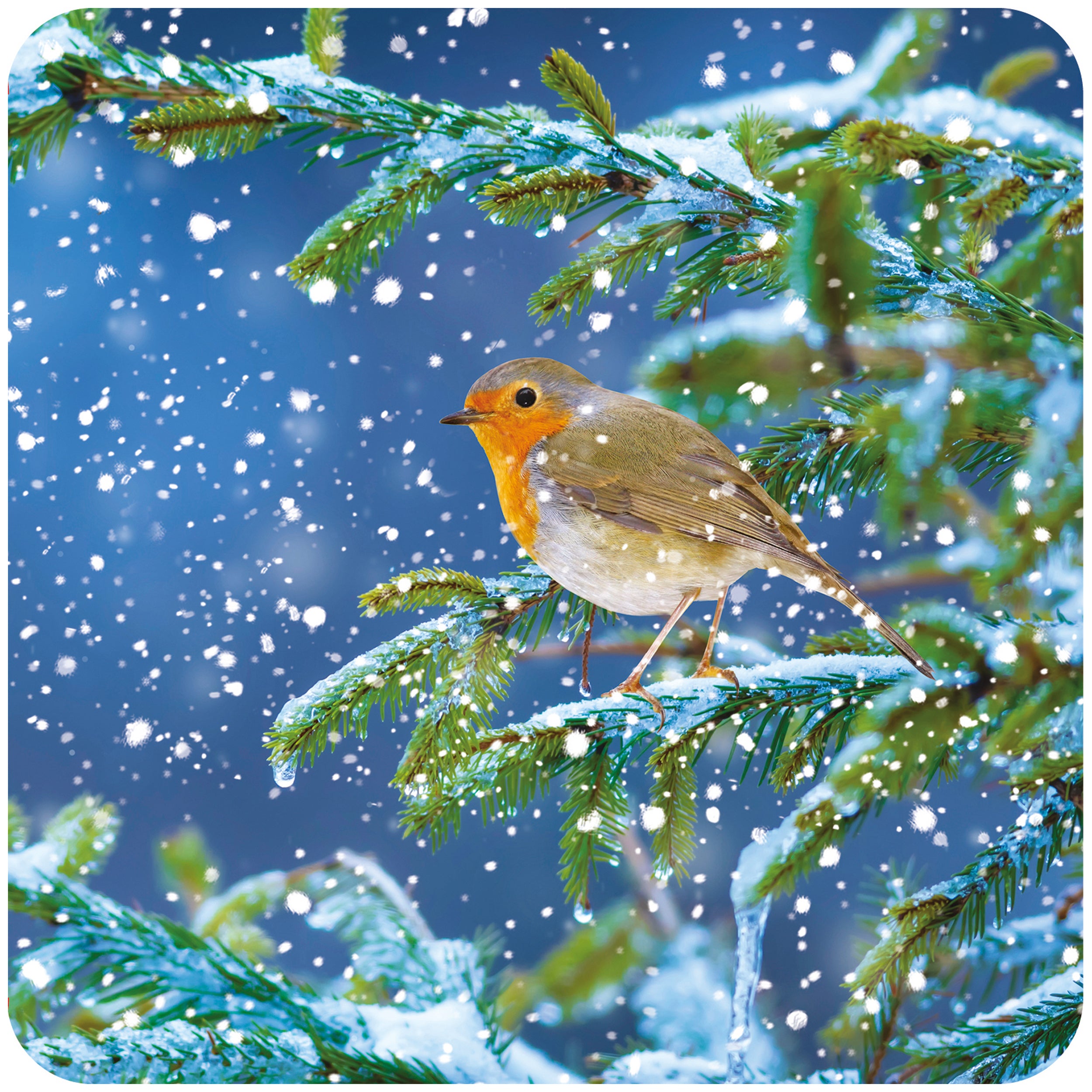 otter-house-christmas-rspb-snowy-spruce-weihnachtskarten-10er-pack image 1
