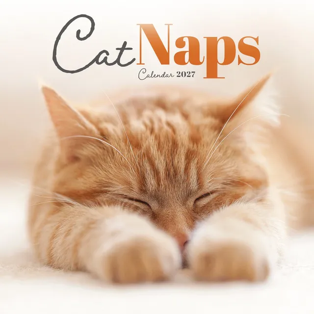 otter-house-cat-naps-mini-wandkalender-2027-katzen image 1