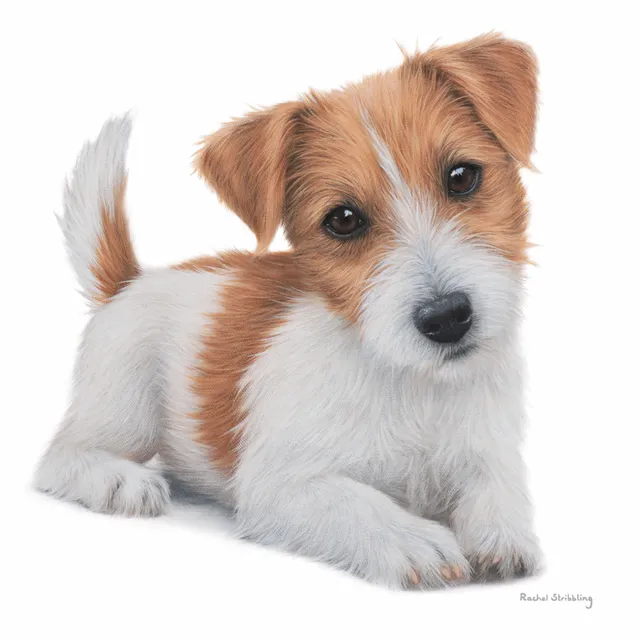 otter-house-greetings-cards-gru-karte-jack-russell-hundemotiv image 1