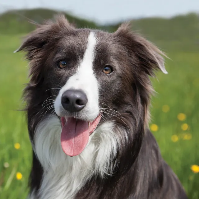 otter-house-greetings-alex-sharp-border-collie-hundekarte image 1