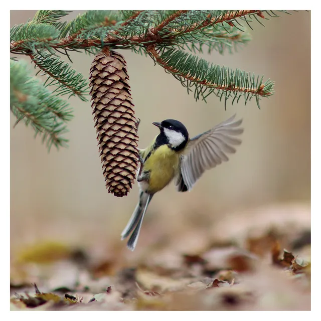 otter-house-jr-wildlife-great-tit-grusskarte-kohlmeise-foto image 1