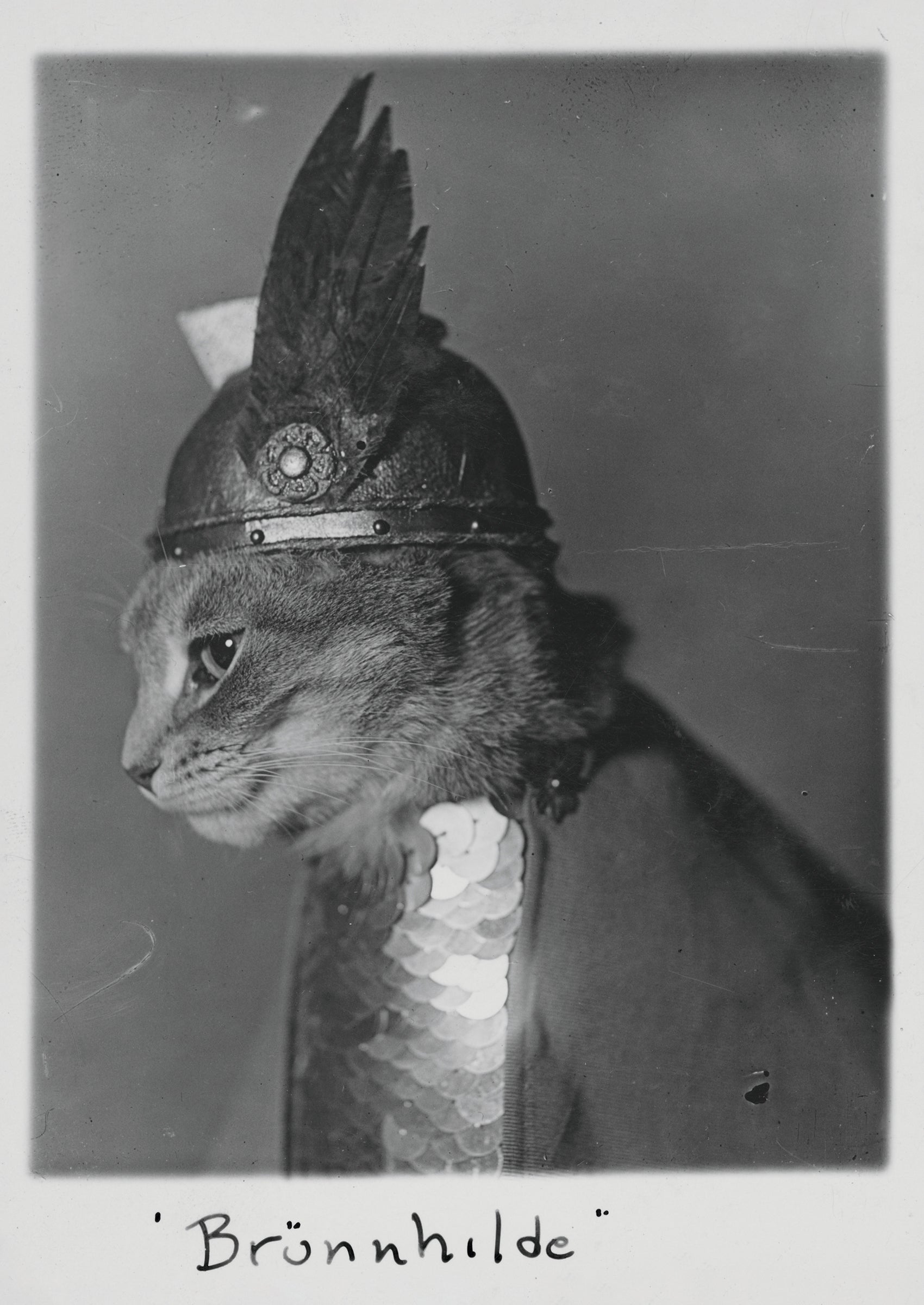 pomegranate-postcards-br-nnhilde-postkarte-katze-humor image 1