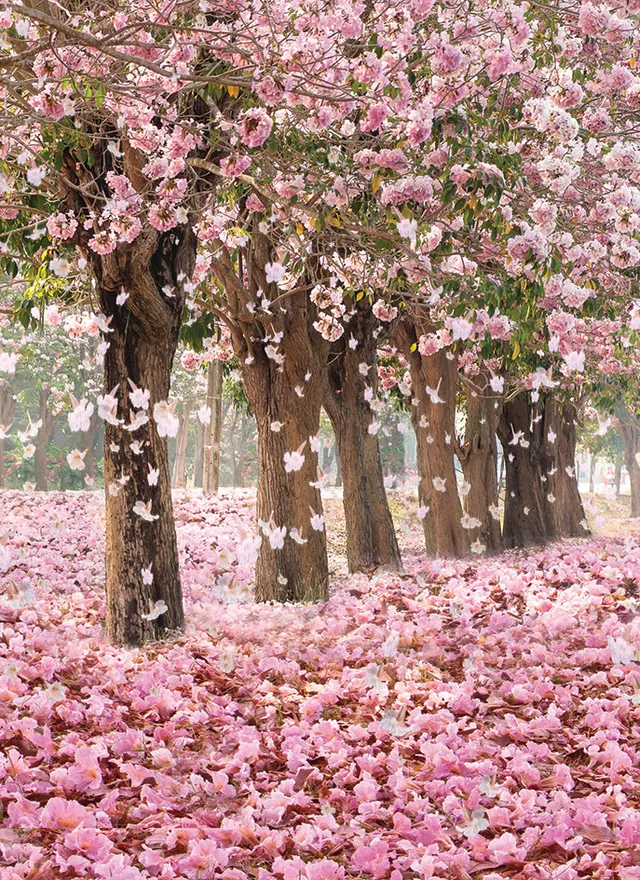 otter-house-beautiful-blanks-blossom-trees-grusskarte-blumen image 1
